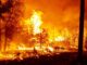 Trabajan 200 brigadistas en el combate de ocho incendios forestales en la entidad