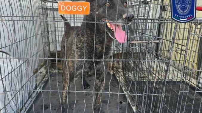 rescatados-71-animales-en-situacion-de-maltrato-en-lo-que-va-del-ano-en-juarez.jpg Rescatados 71 animales en situación de maltrato en lo que va del año en Juárez