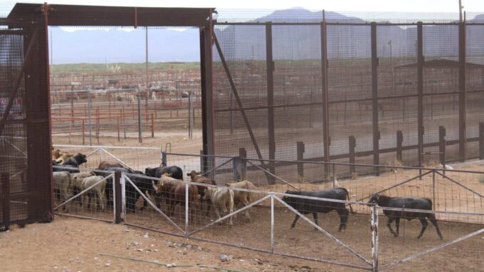 chihuahua-no-registra-casos-de-gbg-se-mantiene-libre-de-la-enfermedad-y-refuerza-su-vigilancia-sanitaria.jpeg Chihuahua no registra casos de GBG: se mantiene libre de la enfermedad y refuerza su vigilancia sanitaria
